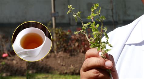 Muña la planta medicinal que alivia dolores estomacales y males