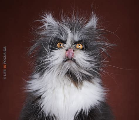 Photographing Atchoum the cat | Montreal cat photographer | lifeinfocus.ca
