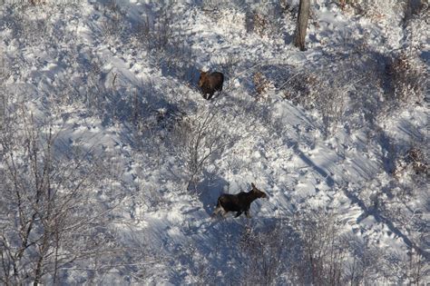 Dec Spots 175 Moose In Aerial Survey Adirondack Explorer