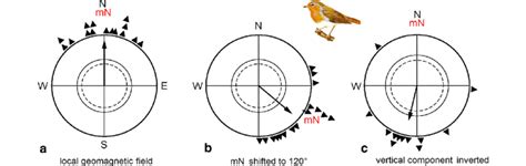 Orientation behavior of European robins during spring migration in... | Download Scientific Diagram