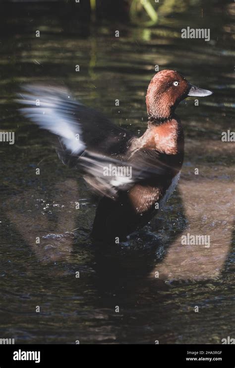 Duck splashing water Stock Photo - Alamy