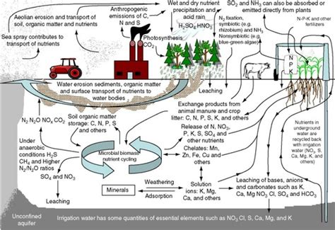 Types Of Nutrient Cycles