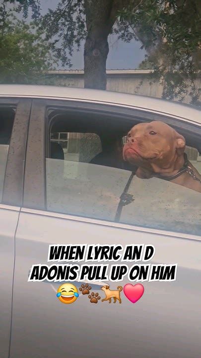 My Dogs Friends Pulled Up On Him😂🐾🐕 ️ Adorabledog Americanbullybreed