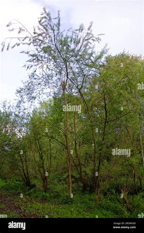 Osier willow tree, salix viminalis. Image of whole tree Stock Photo - Alamy