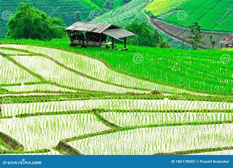 Terrace Rice Field Chiang Mai Thailand Stock Image Image Of Food