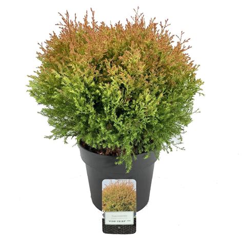 Thuja Occidentalis Fire Chief Plant Wholesale Floraccess