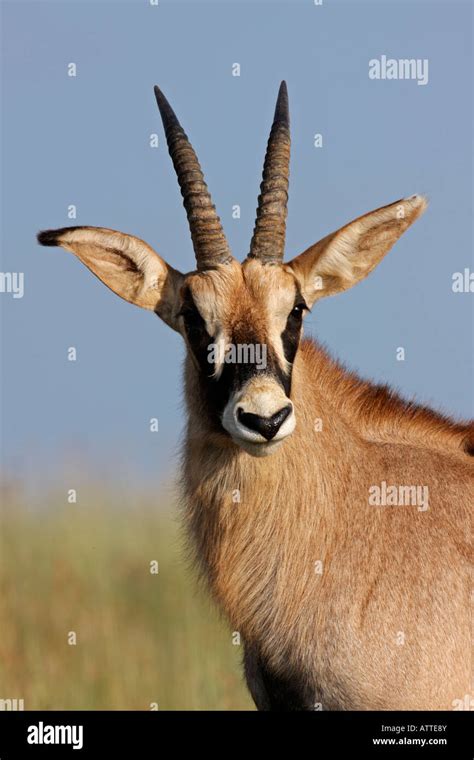 Portrait Of A Rare Roan Antelope Hippotragus Equinus South Africa