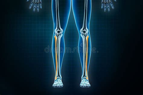 Xray Di Fibre Ossee Anteriore O Anteriore Osteologia Dello Scheletro