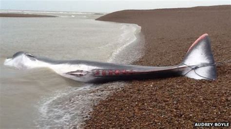 Whale Dies After Beaching On Bank Off Suffolk Coast Bbc News