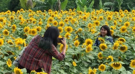 Kebun Bunga Matahari Lokasi Harga Tiket Masuk 2024 Foto And Fasilitas