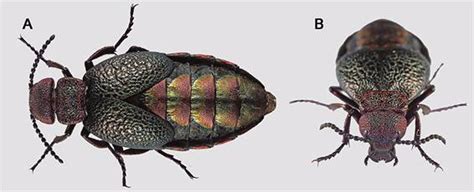 Investigadores Del CSIC Describen Una Nueva Especie De Escarabajo