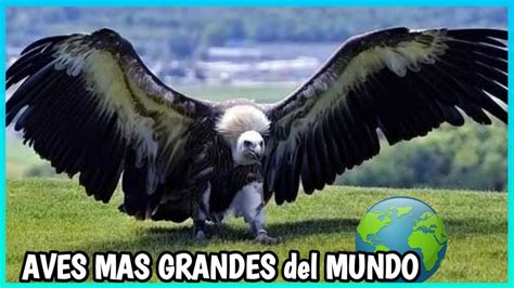 Aves Mas Grandes Del Mundo Aves Gigantes Youtube