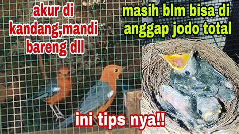 Tips Sukses Beternak Anis Merah Selalu Awasi Tingkah Lakunya Di