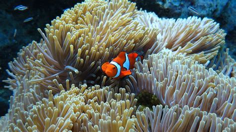 Beautiful Clownfish HD Wallpaper Pxfuel