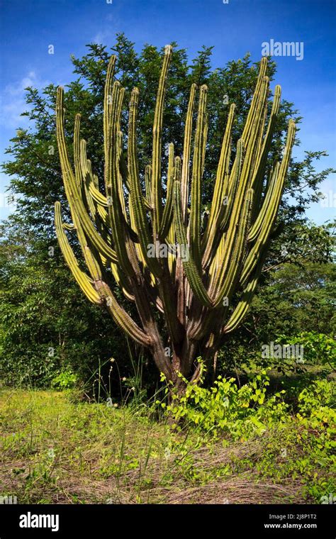 Cactus Facheiro Pilosocereus Pachycladus En El Bosque De Caatinga