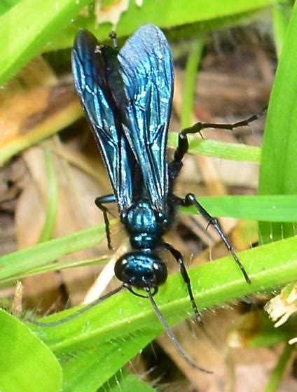 Blue Mud Dauber Wasp Chalybion Californicum BugGuide Net