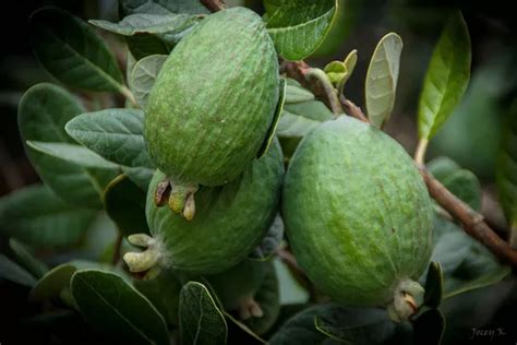 7 Health Benefits Of Feijoa Dovemed