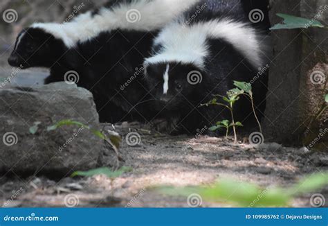 Pair Of Cuddling Skunks In A Log Stock Photo Image Of Wildlife Skunk