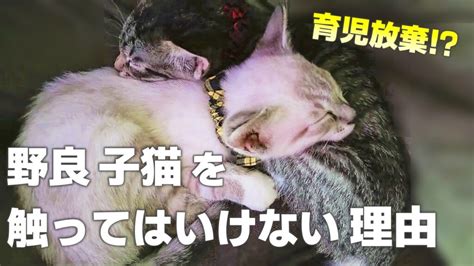 野良子猫を触ると母猫は育児放棄する！その理由と見つけたときの対処法 かれんともみじの「快適猫暮らし」