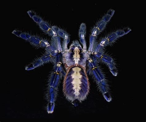 Poecilotheria metallica Poecilotheria Metallica, Creepy Crawlies ...