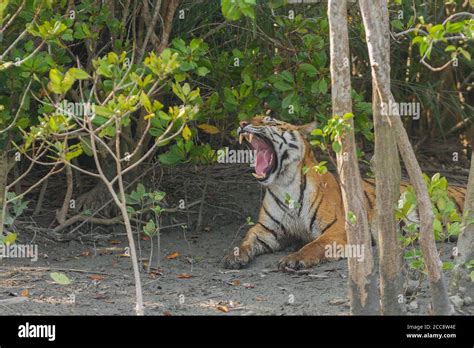 Adulto Hembra Tigre Sentado A La Sombra Y Bostezo Reserva De Tigre