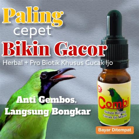 Combi Solusi Cucak Ijo Macet Bunyi Burung Macet Bunyi Lazada Indonesia