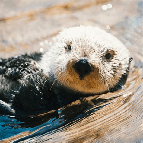 Southern Sea Otter | The Zoo Society