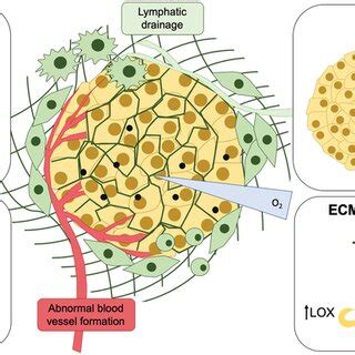 Schematics Of The Tme And Its Key Elements Tumors Are Formed By A