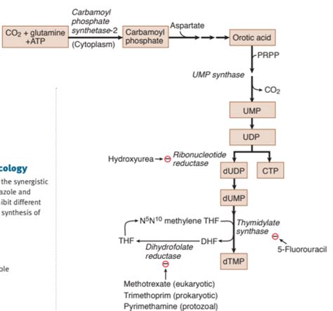 Purine Salvage Pathway Usmle