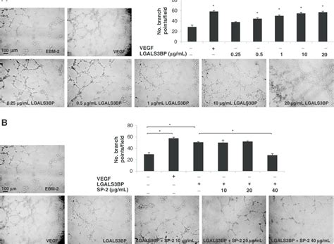 SP 2 Inhibits Tube Formation Induced By Recombinant LGALS3BP A HUVEC