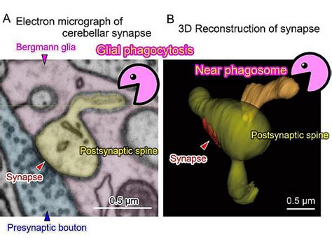 Tohoku University Finds That Synaptic Pruning Optimizes The Brain