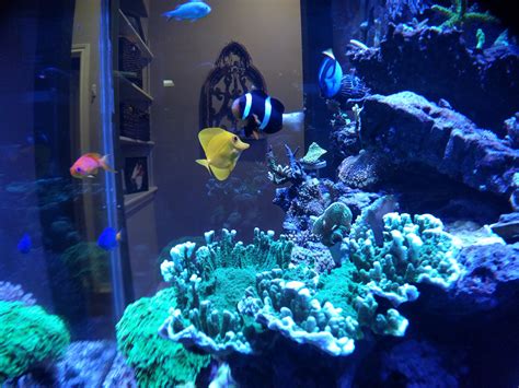 Aquarium SaltWater Fish | Tank Facts