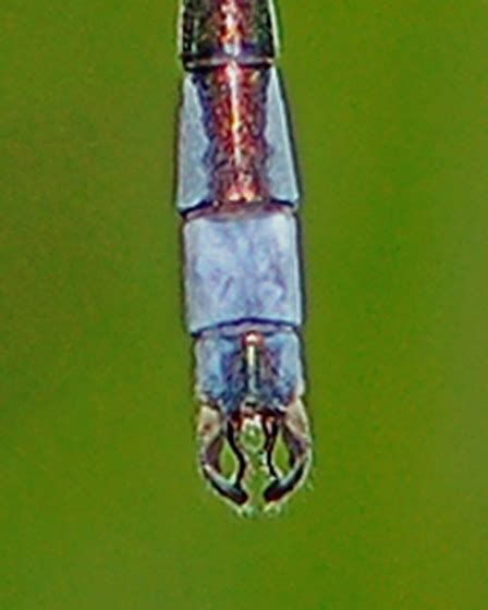 Lyre Tipped Spreadwing In New Brunswick Cerciparaprocts Lestes