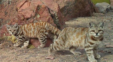 Andean mountain cat – mysterious Andean cat | DinoAnimals.com