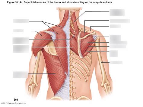 Superficial Muscles Of The Thorax Diagram Quizlet