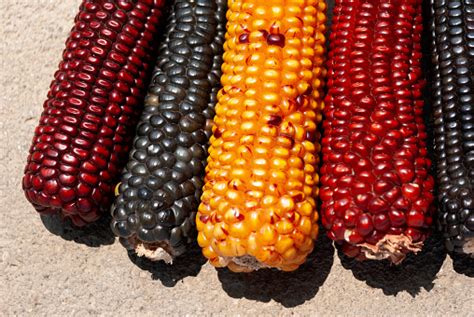 Producto De Agricultura De Maíz Seco Multi Color De Guatemala Zea Mays