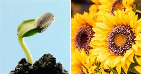Como Cultivar Girasoles En Macetas ¡tus Propios Girasoles Hermosos