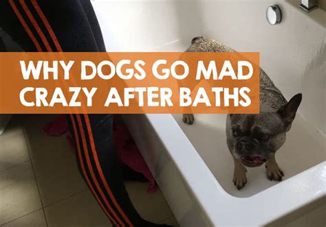 Why Do Dogs Go Crazy After A Bath 5 Reasons For Mad Zoomies