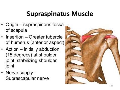 Kinesiology of the Shoulder