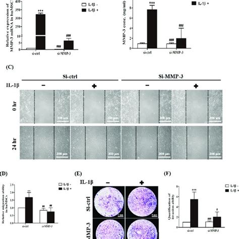 Effects of IL 1β in hUCMSCs on MMP 3 RNA and protein levels A