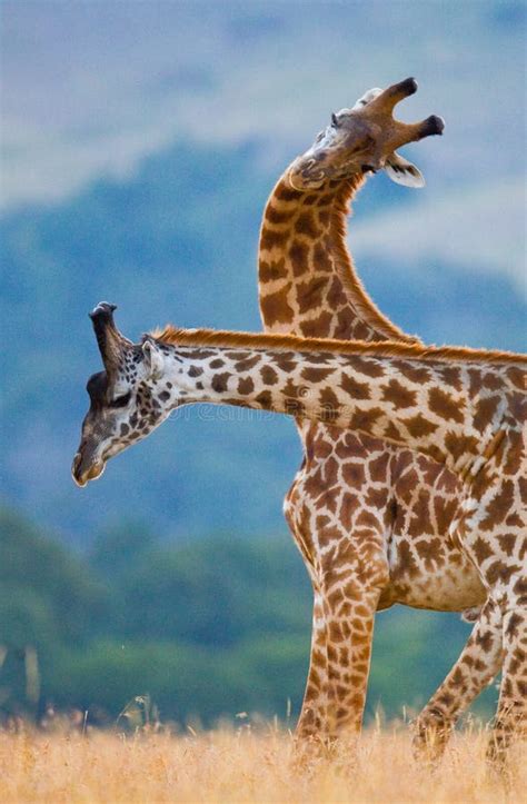 Two Giraffes In Savanna Kenya Tanzania East Africa Stock Photo