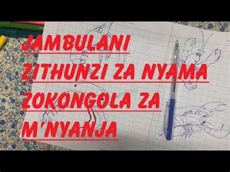 Jambulani Zithunzi Za Nyama Zokongola Za Mnyanja YouTube