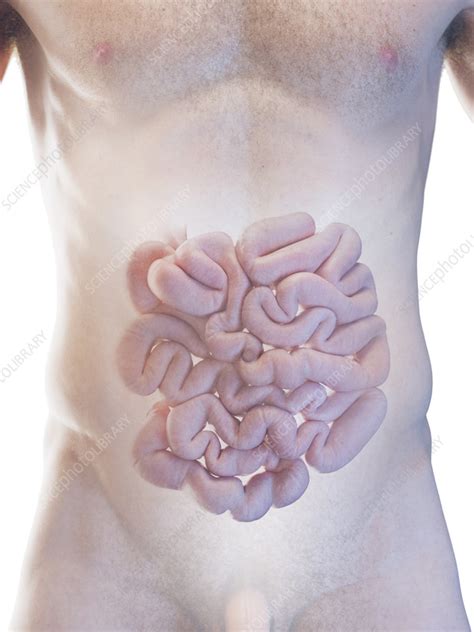 Male Small Intestine Illustration Stock Image F Science