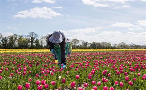 Il Campo Di Tulipani Pi Grande D Italia Si Sposta Ad Arese E Offre Lavoro