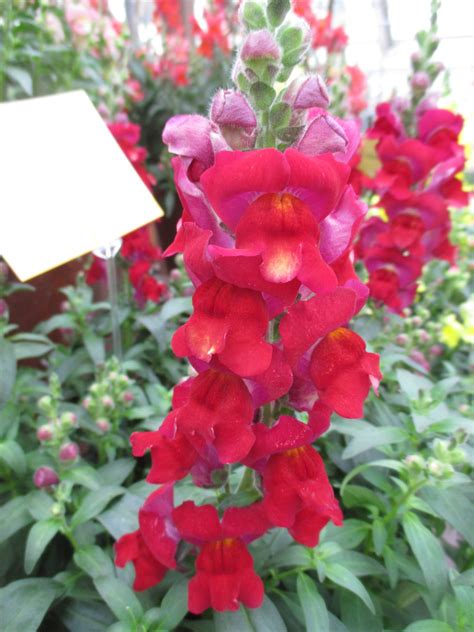 Antirrhinum Majus Snaptastic Red 2016 Rotary Botanical Gardens