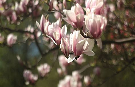 Decubre Los Cuidados De La Magnolia Y Cómo Plantarla Agrogojar Viveors