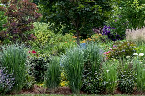 The Best Ornamental Grass Varieties For Easy Care And Big Interest