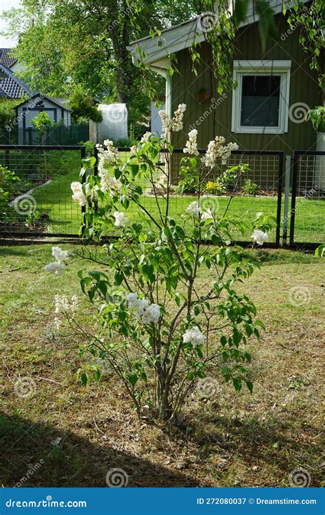 Bush Of White Lilac Blooms In May Berlin Germany Stock Image Image