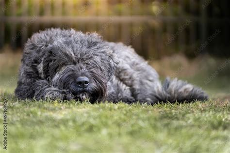 Pies Rasy Bouvier Des Flandres Owczarek Flandryjski Odpoczywa Na