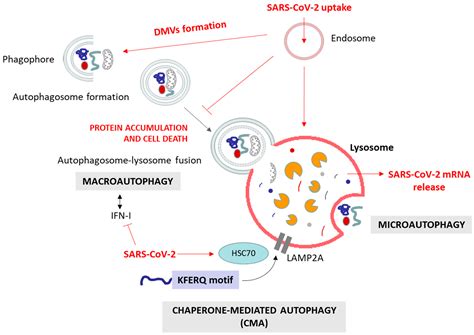 Cells Free Full Text Protein Quality Control Systems And Er Stress